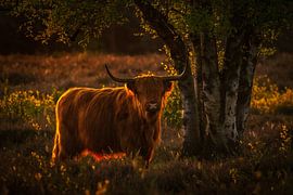 Schotse Hooglander in de avond in tegenlicht van Andy Luberti