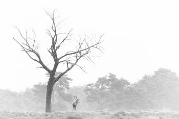 Edelhert in zwart/wit