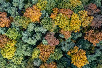 Herfstkleuren palet van Vincent de Moor