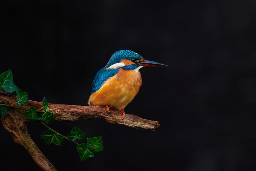 IJsvogel van IJsvogels.nl - Corné van Oosterhout