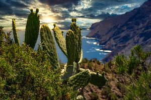 Cactussen op de kliffen van La Gomera van Max Steinwald