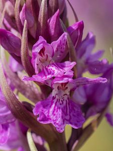 Orchidée