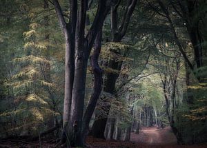 Herbst im Speulder- und Sprielderbos