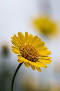 Gele bloem van Edzo Boven