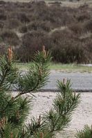 Den for the heather on the Veluwe