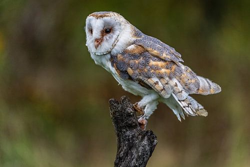 Barn owl on a branch
