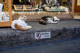 Mediterranean cat magic by Karsten Rahn