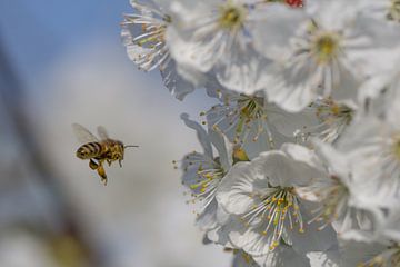 Des abeilles pour la fleur sur Ab Donker