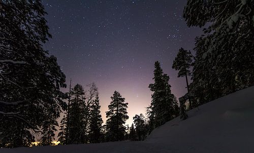 Sterren tussen de Bomen
