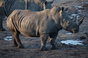 Neushoorn op modderige grond