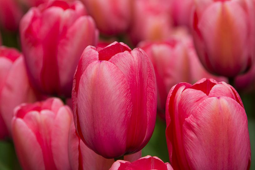 Tulpen  von Martin Helmich