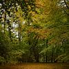 Autumn melancholy by Jaap Kloppenburg