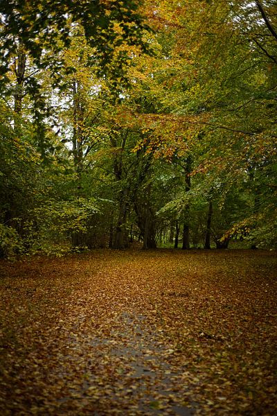 La mélancolie de l'automne par Jaap Kloppenburg