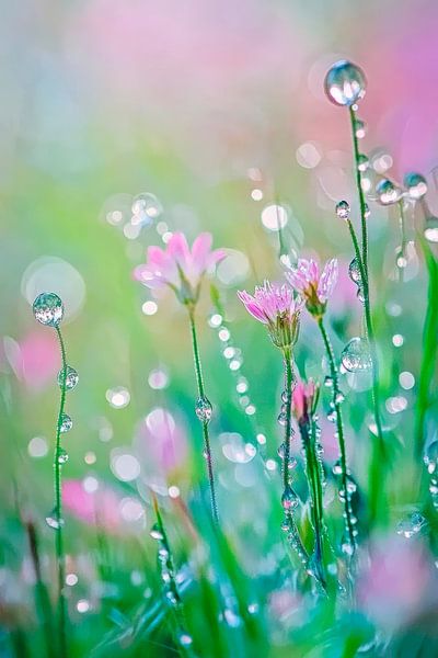 Blossoms in rainbow light by Poster Art Shop