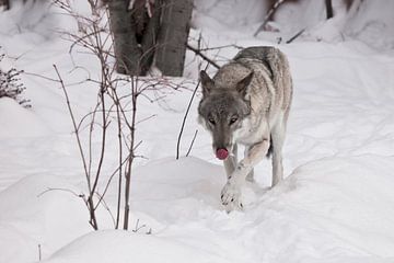 De wolf likt zijn lippen met zijn rode tong.
