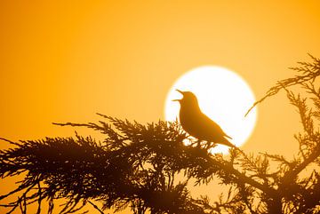 Grive musicienne devant le soleil levant sur Daniëlle de Ridder