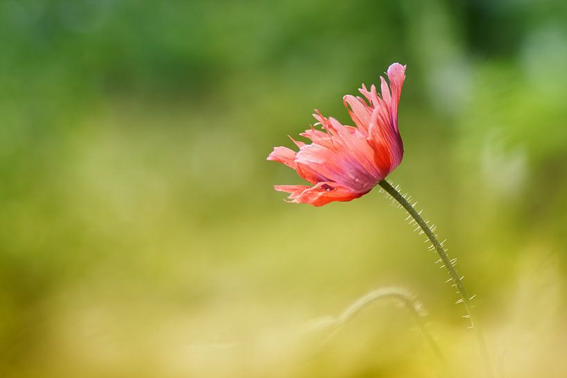 Klaproos in het groen van Cor de Hamer