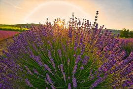 Lavendel im Kaiserstuhl von Tanja Voigt