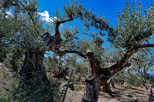 Gran Canaria olijfboomgaard