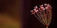 Lonely Pink