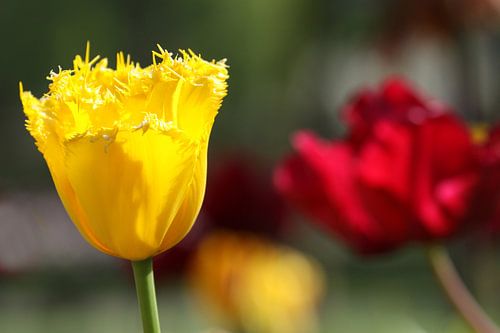 Tulpen in de Keukenhof