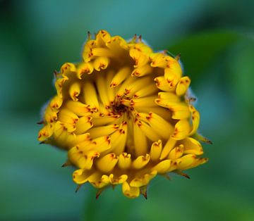 Ontvouwende bloem van Anita van Gendt