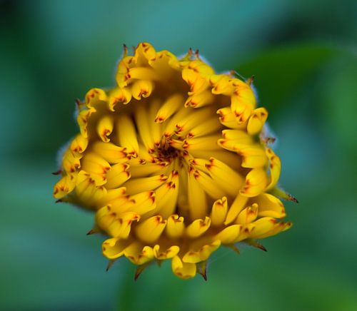Ontvouwende bloem