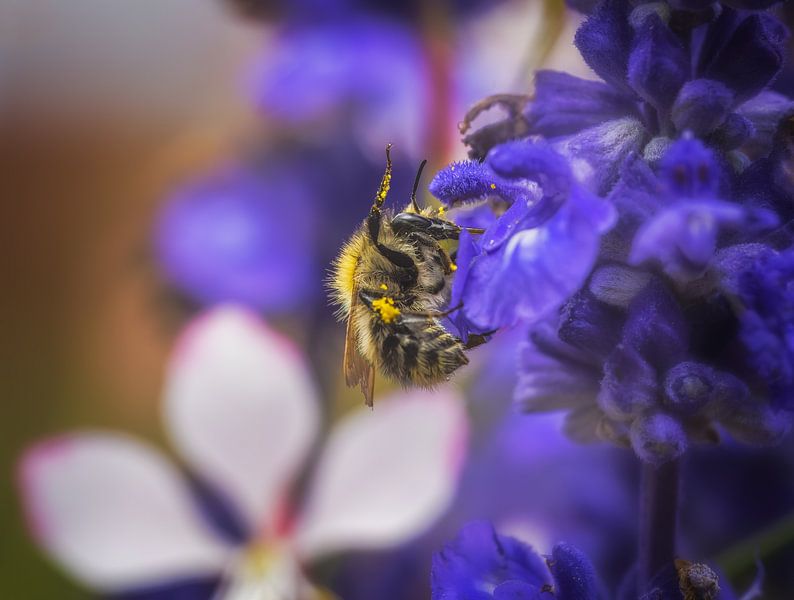 Marque d'un bourdon des champs tacheté sur une fleur de sauge bleue par ManfredFotos
