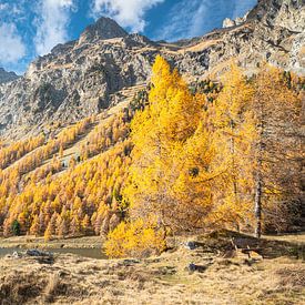 Autumn in the Swiss Alps by Menno van der Haven