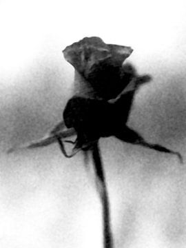 Rose von Olli Boehm