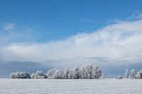 Schneebedeckte Bäume unter einem strahlend blauen Himmel.