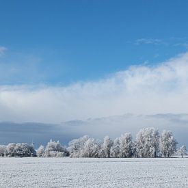 Schneebedeckte Bäume unter einem strahlend blauen Himmel. von Willy Sybesma