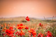 Poppies by Jaco Verheul thumbnail