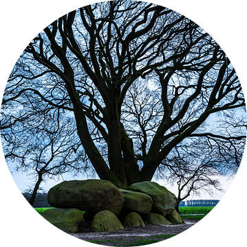 Hunebed D21 gelegen onder een karakteristieke Beukenboom van Gerry van Roosmalen