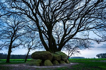 Hunebed D21 gelegen onder een karakteristieke Beukenboom van Gerry van Roosmalen
