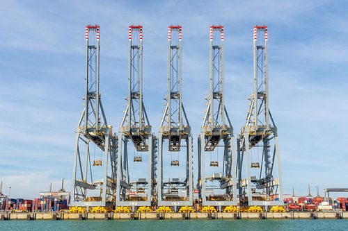 Havenkranen in rust op de tweede maasvlakte