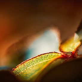 Rose petal with morning dew by Nicc Koch