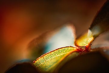 Rose petal with morning dew