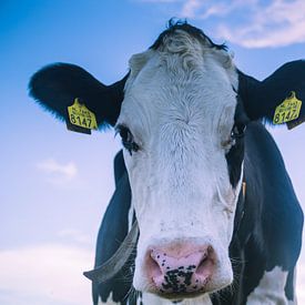 La vache curieuse (Hollande) sur ErikJan Braakman