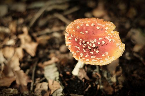 Rode met witte stippen paddenstoel | Nederland | Natuur- en Landschapsfotografie
