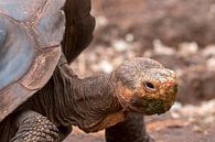 Galapagosreuzenschildpad van Maarten Verhees thumbnail