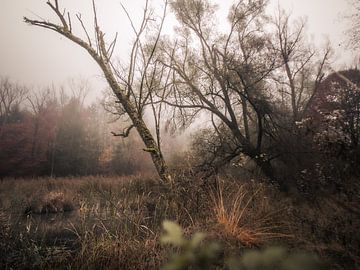 Autumn pond in the fog by Tobias Wartenberg