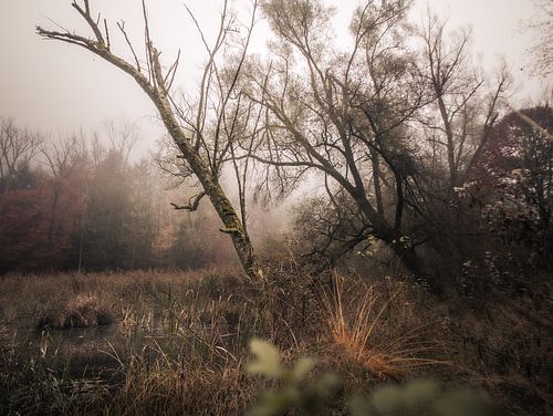 Herfstvijver in de mist