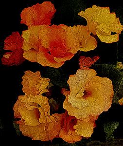 Ornamental Orange