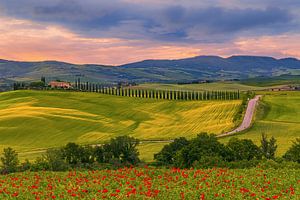 Mohnblumen in Poggio Covili