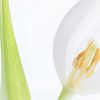 Tulipe blanche sur Heidi Bol