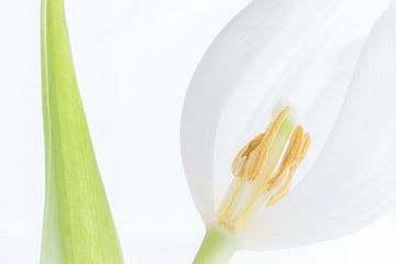 Weiße Tulpe von Heidi Bol