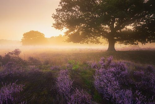 Paarse Heide Hilversum 3