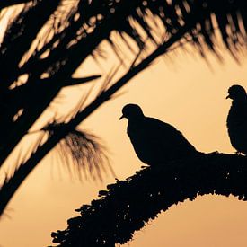 Pigeons in the twilight by Dustin Musch