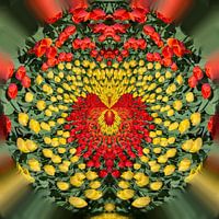 Love tulips 1